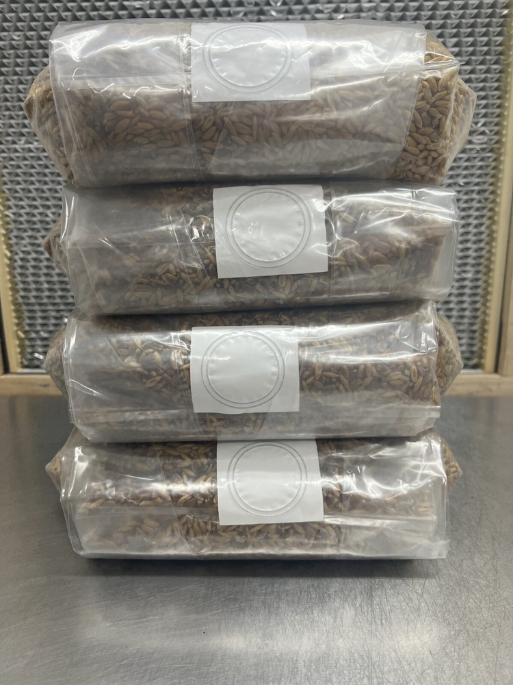 4x3lb Bags Sterilized Bulk Grain Spawn for Cultivating Mushrooms