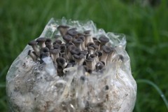 Root Mushroom Farm/6 Lb Blue Oyster Mushroom Grain Spawn