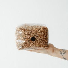 3 Pack | 3lb Milo Sorghum Grain Spawn