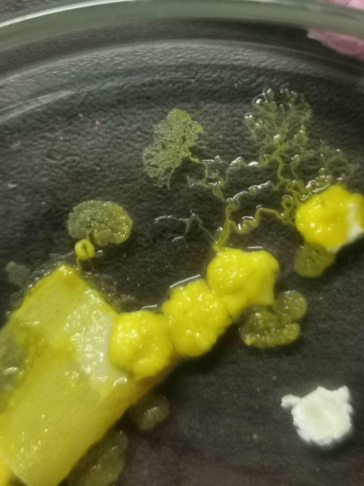 2 Stck. Blob gelber Schleimpilz yellow slime mold, nicht Physarum Polycephalum