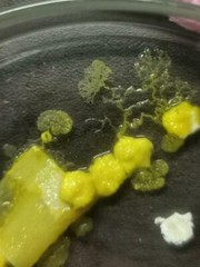 2 Stck. Blob gelber Schleimpilz yellow slime mold, nicht Physarum Polycephalum