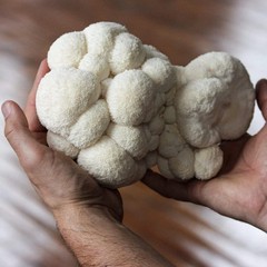USDA Organic Lion’s Mane Spray & Grow Kit – Easy 4 lbs Mushroom Cultivation