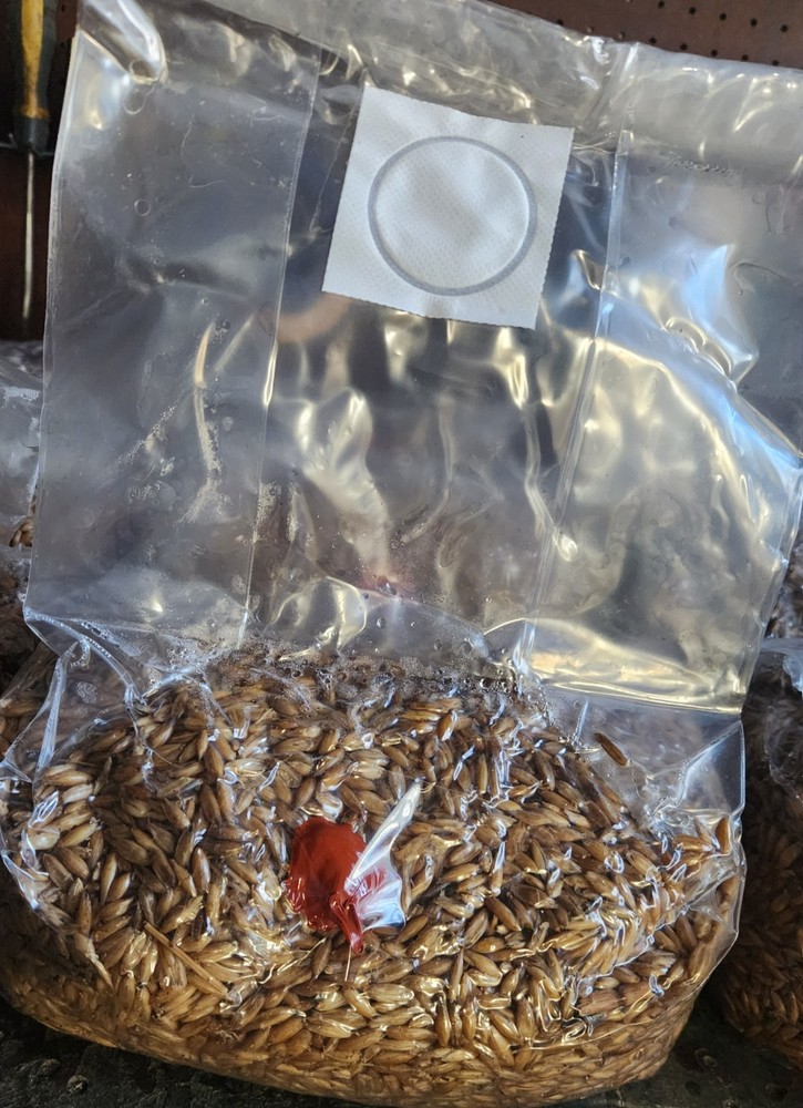 Mushroom Grain Spawn Sterilized Oats 4 lb Bag w/ 0.2 filter patch and injection