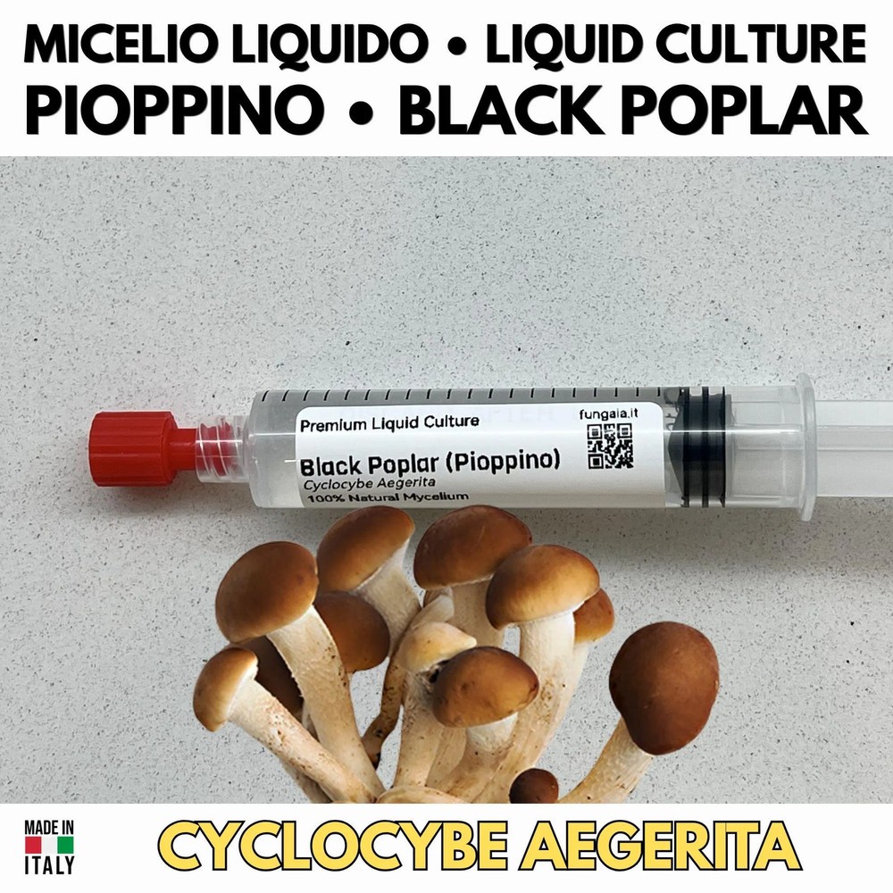 Poplar Liquid Culture 10ml Mycelium Live Gourmet Mushrooms