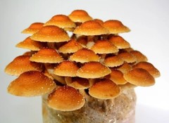 ORGANIC – Chestnut Mushroom (Pholiota Adiposa) Liquid Culture