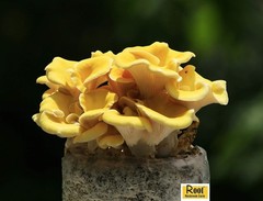 Golden Oyster Mushroom Grow Kit – Indoor & Outdoor Usage