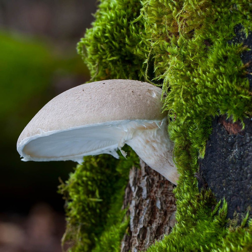 Veiled Oyster Mushroom (Pleurotus dryinus) Liquid Culture