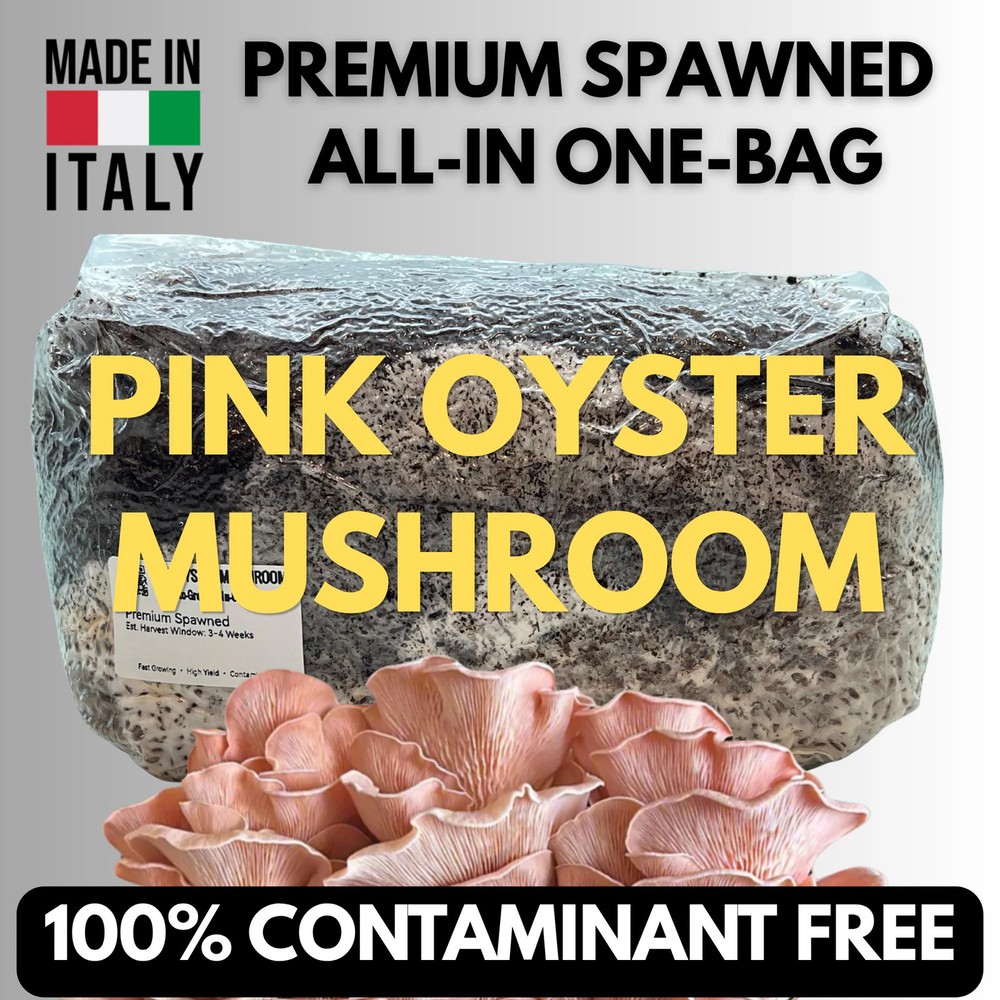 Pre-Inoculated Pink Oyster All-In-One Grow Bag 2KG+ | Visible Active Mycelium