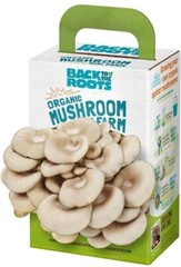 New Organic Mini Mushroom Grow Kit Harvest Gourmet Oyster Mushrooms In 10 days