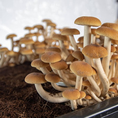 + Max Yield Bins ‘Boomr Bag’ Monotub Kit | Complete Dung-Loving Mushroom Grow Ki
