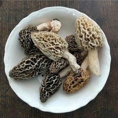2 Pack! Morel Mushroom- Garden Grow Kit- Guaranteed! Free Shipping!