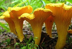 Seeds Yellow Chanterelle Mushrooms Mycelium Spawn Dried Spores for