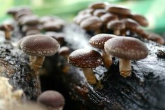 Seeds Mushroom Shiitake Imperial Mycelium Spawn Spores Organic Ukraine
