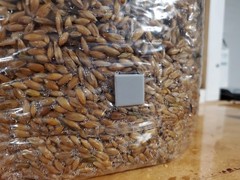 Pre-made Sterile Oat Grain Spawn Bags 3lbs