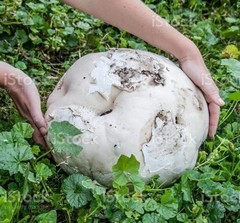 Giant Puffball Mushroom – Garden Grow Kit – Organic – Spores