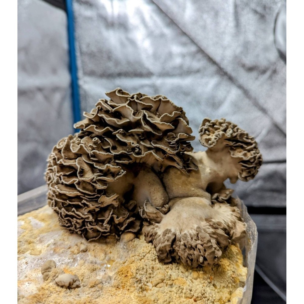 Maitake (Kennett Strain) Hen of the woods Mushroom Liquid Culture