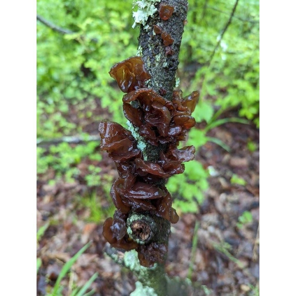 Amber Jelly Roll mushroom liquid culture, Exidia crenata