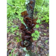 Amber Jelly Roll mushroom liquid culture, Exidia crenata