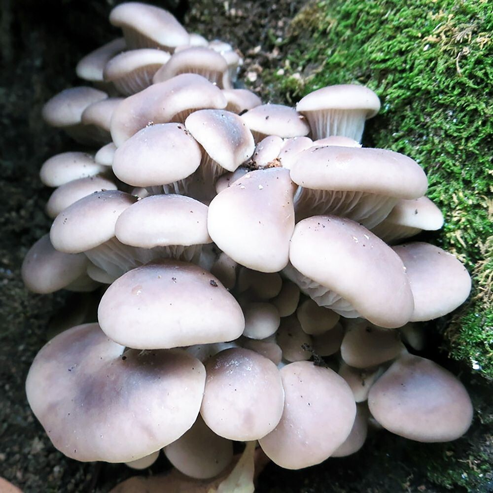 Branched Oyster Mushroom (Pleurotus cornucopiae) Liquid Culture