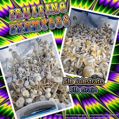 25lb Pack of 5lb Coco Coir+Vermiculite+Gypsum | Substrate Bags for Mushrooms
