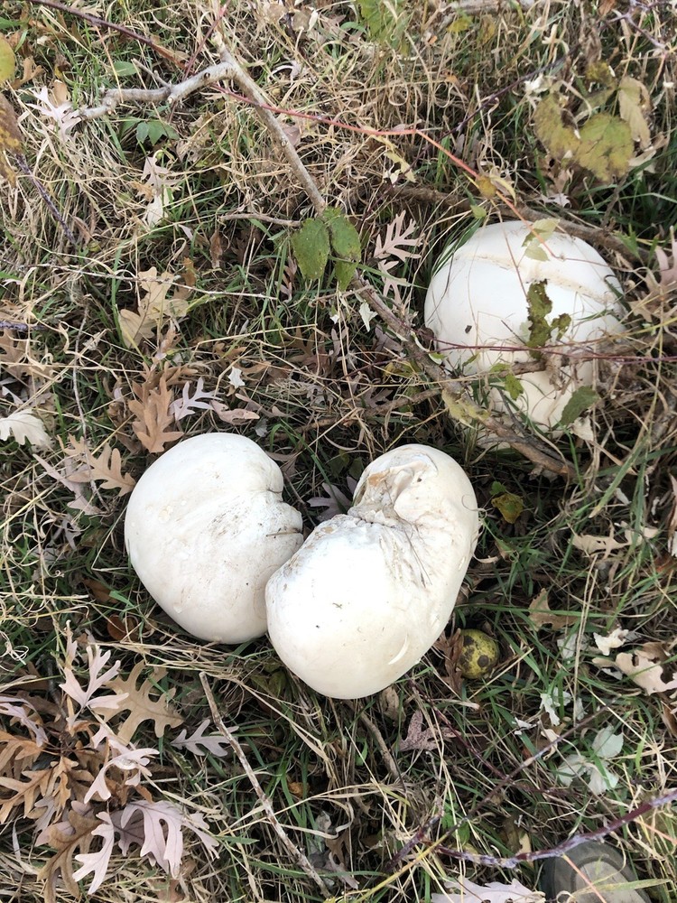 giant Puffball Mycelium Spores PUFF BALL Mushroom inoculation bottle