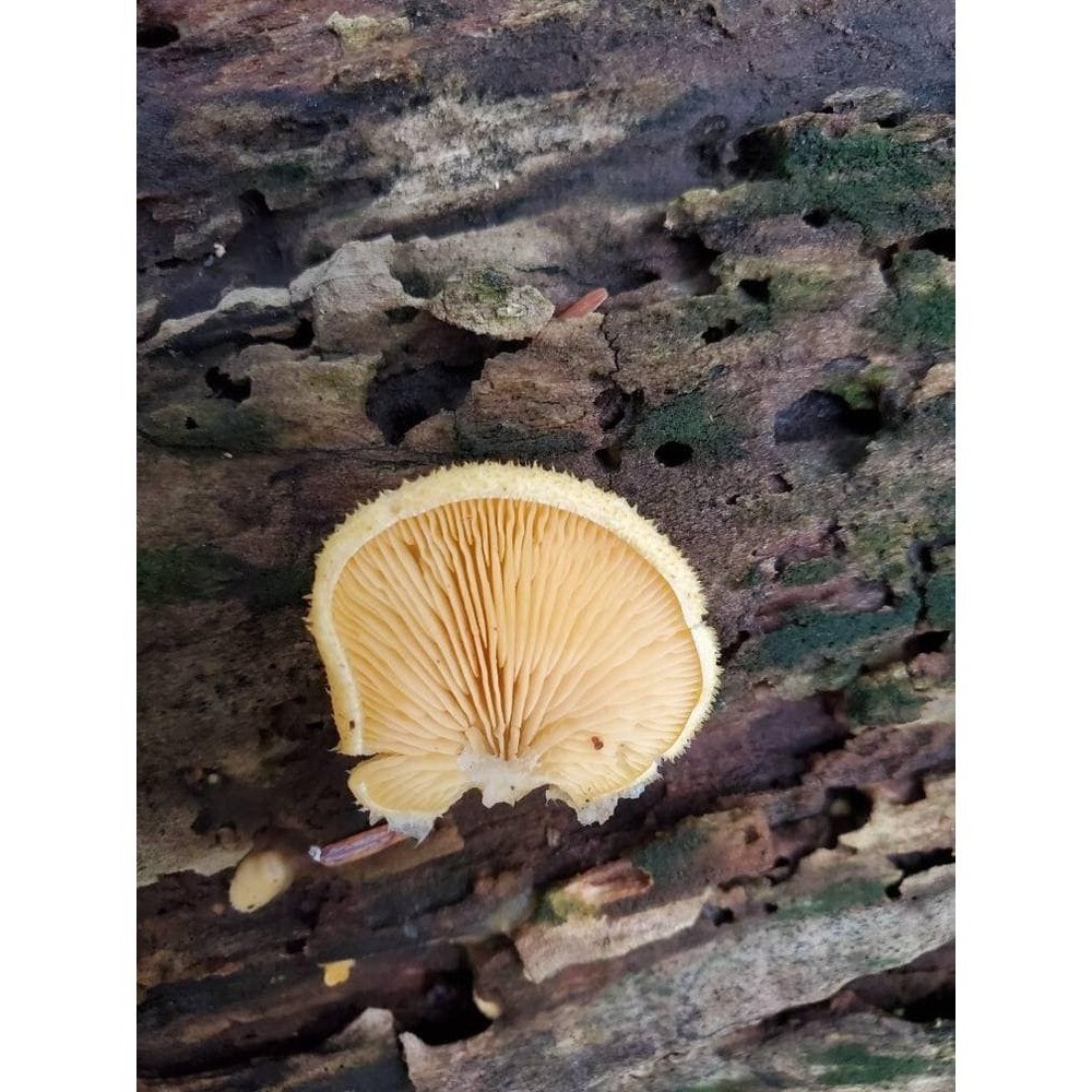 Orange Mock Oyster mushroom liquid culture, Phyllotopsis nidulans