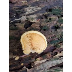 Orange Mock Oyster mushroom liquid culture, Phyllotopsis nidulans