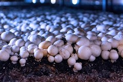 Shroom Grow Indoor LED Grow Bulbs for Oyster, Shiitake, Lions Mane Mushrooms