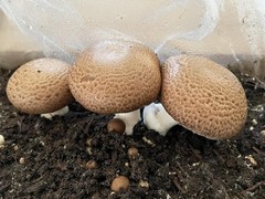 10cc Portobello Mushroom Liquid Culture – Grow 100% CLEAN Mycelium Effortlessly!