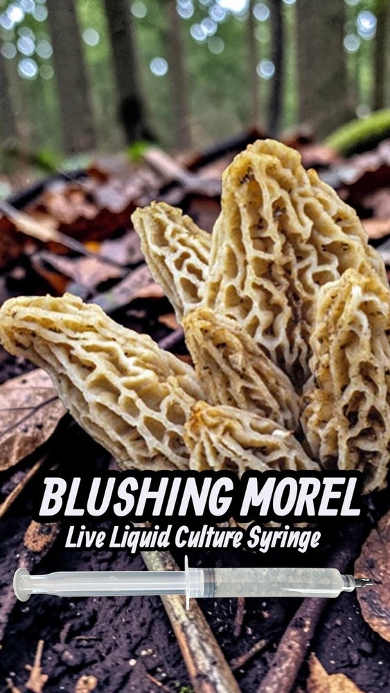BLUSHING MOREL Mushroom (Morchella rufobrunnea), Liquid Culture Mycelium Syringe