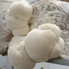 Lion’s Mane Mushroom Grow Kit Ready to Grow! 6 Pound Block