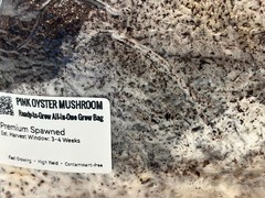 Pre-Inoculated Pink Oyster All-In-One Grow Bag 2KG+ | Visible Active Mycelium
