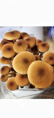 51 Culinary Mushroom Liquid Culture Mycelium Syringes, 10 ml Each