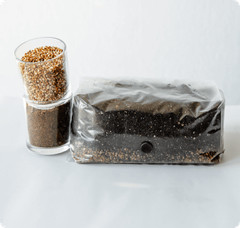 6 Pack | 6 lb All-in-One Mushroom Grow Kit