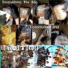 All-in-One Mushroom Grow Bag
