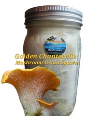 GOLDEN CHANTERELLE Mushroom Colonized Grain Spawn, 1 Quart