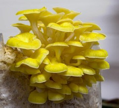 Seeds Mushroom Oyster Lemon Mycelium Spores Organic Non GMO Ukraine