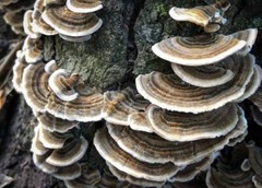 3 Pack Lions Mane- Chicken Of The Woods-Turkey Tail Mushroom Culture Syringes