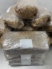 4x3lb Bags Sterilized Bulk Grain Spawn for Cultivating Mushrooms