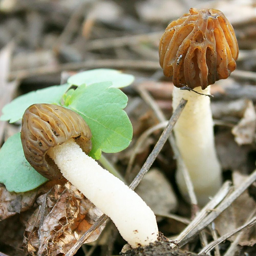 Morchella punctipes Liquid Culture