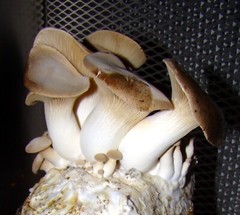 TWO Blocks Your Choice Mushroom Kit Multi-Pack!