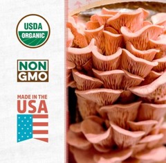 Back To The Roots Organic Pink Oyster Mushroom Grow Kit Harvest Gourmet Fungi