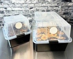 Myco Labs Premium Quick Colonizing 32oz 5 Grain Mushroom Spawn Jars (3 Pack)