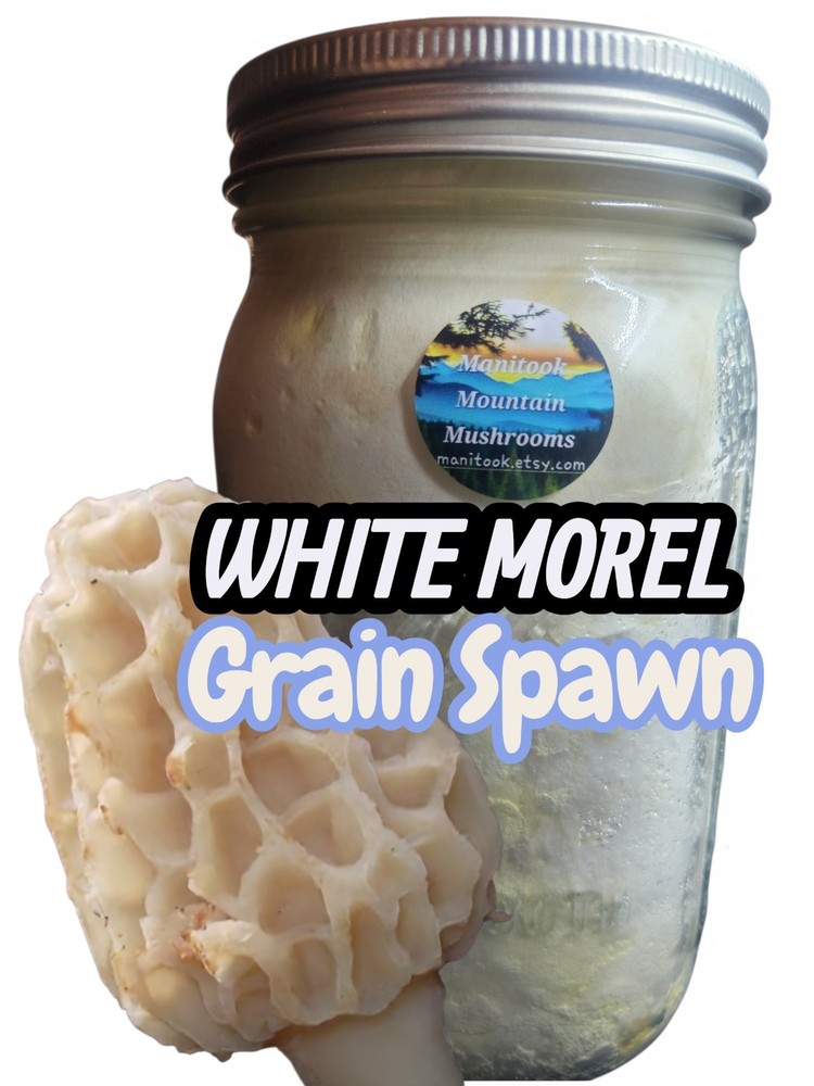 WHITE MOREL (Morchella deliciosa) Mushroom Colonized Grain Spawn, 1 Quart