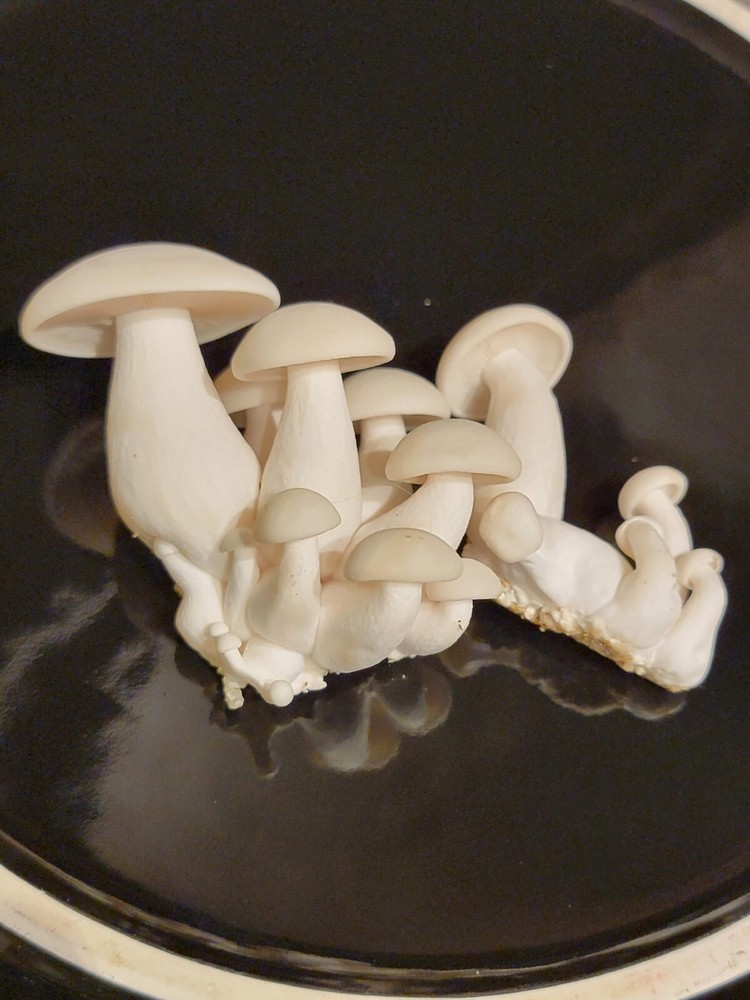 Bunapi Shimeji White Beech Mushroom Hypsizygus tessellatus Liquid Culture 10+ml