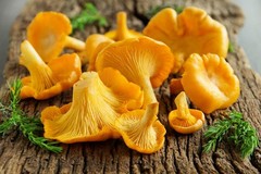 Seeds Yellow Chanterelle Mushrooms Mycelium Spawn Dried Spores for
