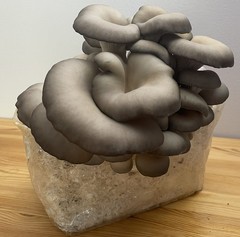 Blue Oyster Mushroom Grow Kit, 5 pound master’s mix block