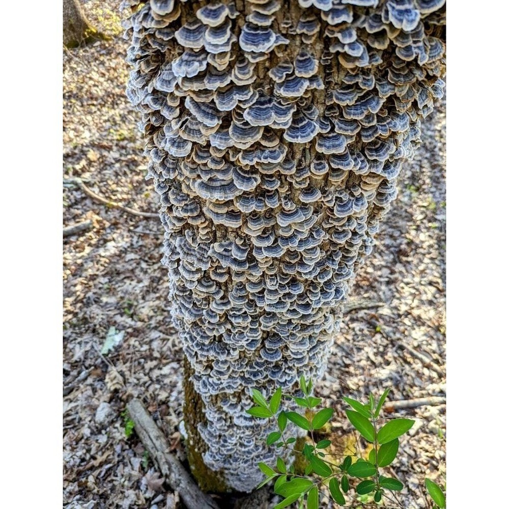 Turkey Tail Mushroom liquid culture. Trametes versicolor
