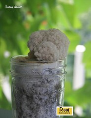 Root Mushroom Farm-Mushroom Liquid Cultures/Lion’s Mane(Hericium erinaceus)