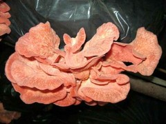 Seeds Mushroom Oyster Pink Rare Mycelium Spawn Dried Spores Organic Ukraine